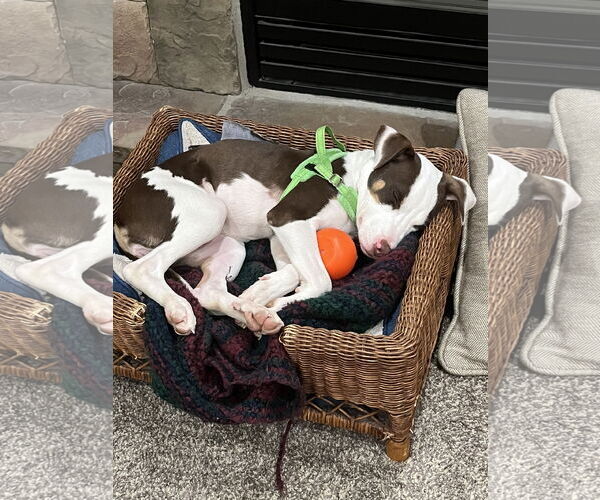 Medium Photo #7 American Pit Bull Terrier-Unknown Mix Puppy For Sale in Sandy, UT, USA