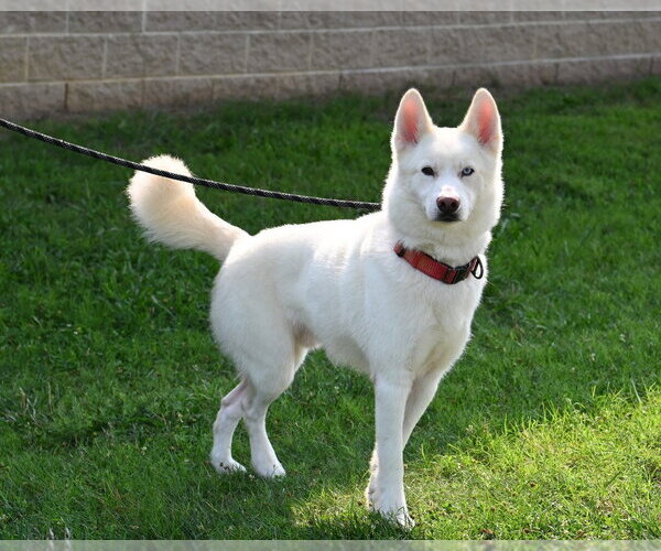 Medium Photo #3 Siberian Husky Puppy For Sale in Glen Allen, VA, USA