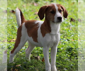 Horsing Around : Tim Tan - Male Beagle-Unknown Mix Dog for Adoption - Photo #16