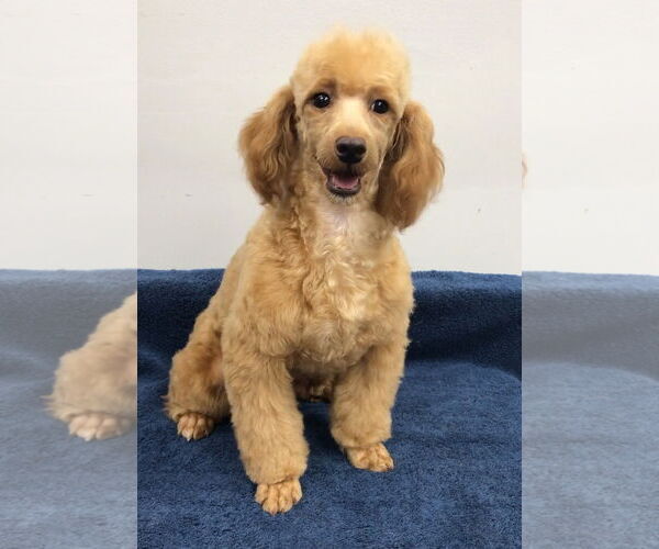 Medium Photo #1 Poodle (Miniature) Puppy For Sale in Lincolnwood, IL, USA