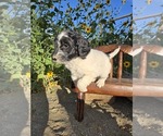 Small Photo #5 Double Doodle Puppy For Sale in GARDNERVILLE, NV, USA