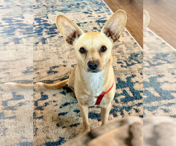 Medium Photo #2 Chihuahua-Unknown Mix Puppy For Sale in Bellevue, WA, USA
