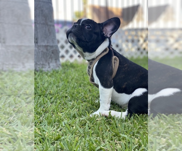 Medium Photo #2 French Bulldog Puppy For Sale in SOUTH GATE, CA, USA