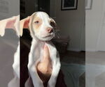 Small #3 German Shorthaired Lab