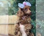 Small Photo #12 Poodle (Toy) Puppy For Sale in PALO ALTO, CA, USA
