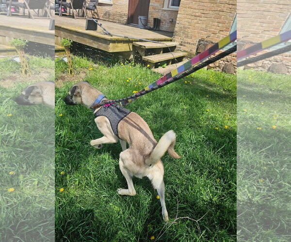 Medium Photo #3 Black Mouth Cur-German Shepherd Dog Mix Puppy For Sale in New London, WI, USA