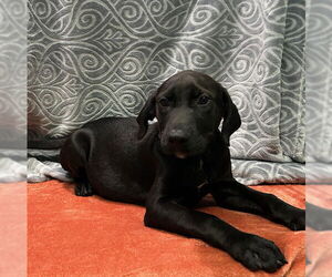 Medium Labrador Retriever Mix