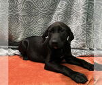 Small Labrador Retriever Mix