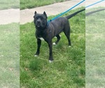 Small #1 American Pit Bull Terrier Mix