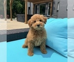 Small #7 Goldendoodle (Miniature)