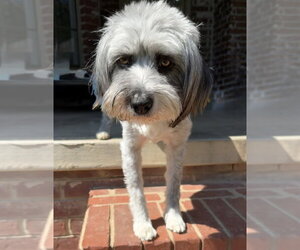 Marlene Bear - Female Mutt Dog for Adoption - Photo #2
