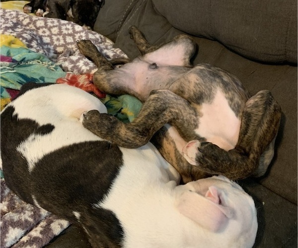Medium Photo #4 American Bully-Boxer Mix Puppy For Sale in PORTSMOUTH, VA, USA