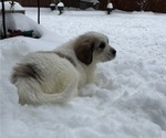 Puppy Frisco Great Pyrenees