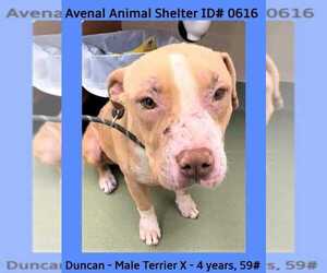 Duncan Doggie - Male Mutt Dog for Adoption - Photo #5