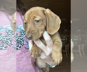 Dachshund Puppy for sale in WESTCLIFFE, CO, USA