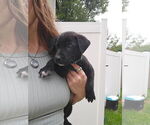 Small Labrador Retriever Mix