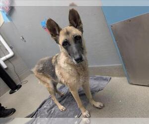 German Shepherd Dog-Unknown Mix Dogs for adoption in Las Vegas, NV, USA