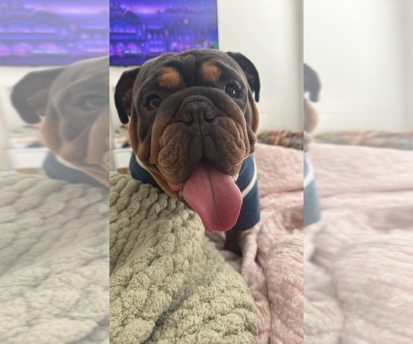 Medium Photo #1 English Bulldog Puppy For Sale in SEYMOUR, IN, USA