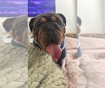 Small Photo #1 English Bulldog Puppy For Sale in SEYMOUR, IN, USA