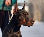 Small Photo #1 Doberman Pinscher Puppy For Sale in LAKELAND, FL, USA