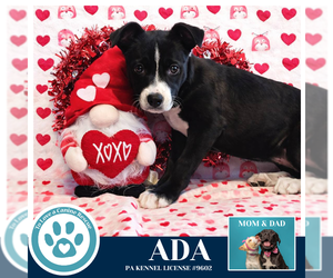 Labsky Dogs for adoption in Kimberton, PA, USA