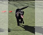 Small #7 Labrador Retriever Mix