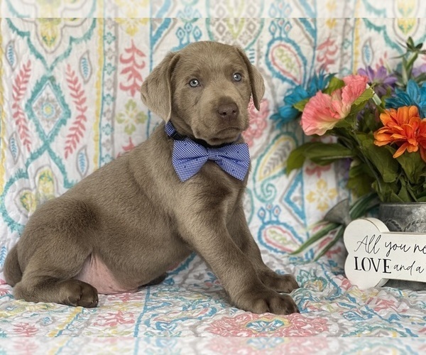 Medium Photo #4 Labrador Retriever Puppy For Sale in LANCASTER, PA, USA