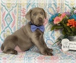 Small Photo #4 Labrador Retriever Puppy For Sale in LANCASTER, PA, USA