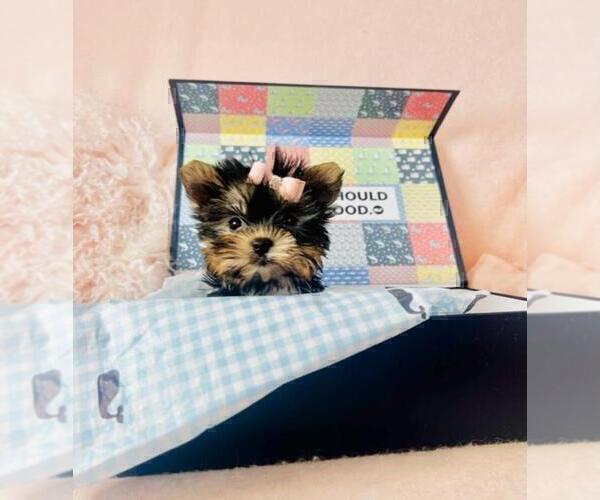 Medium Photo #10 Yorkshire Terrier Puppy For Sale in LANCASTER, PA, USA