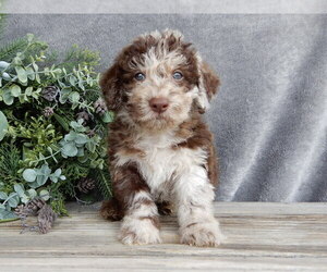 Miniature Labradoodle Puppy for sale in MILLERSBURG, OH, USA