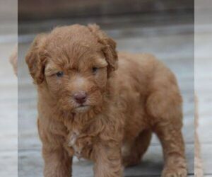 Goldendoodle (Miniature) Puppy for sale in STANLEY, WI, USA