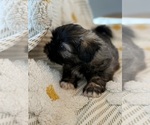 Small Photo #23 Poodle (Miniature)-Zuchon Mix Puppy For Sale in HTFD, CT, USA