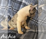 Small Photo #6 Faux Frenchbo Bulldog Puppy For Sale in POMEROY, OH, USA