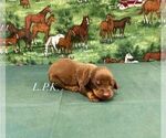 Small #1 Dachshund