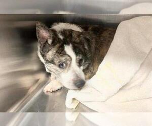 Chihuahua-Unknown Mix Dogs for adoption in Houston, TX, USA