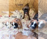 Small #4 Boxer