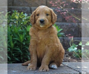 Goldendoodle-Poodle (Standard) Mix Puppy for sale in EAST EARL, PA, USA