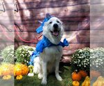 Small Photo #4 Great Pyrenees Puppy For Sale in Germantown, OH, USA