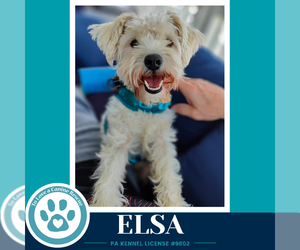 Mutt Dogs for adoption in Kimberton, PA, USA