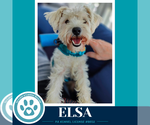 Elsa 091926 - Female Mutt Dog for Adoption - Small photo