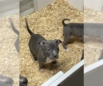 Small Photo #8 American Bully Puppy For Sale in NAUGATUCK, CT, USA