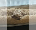 Small #2 Poodle (Toy) Mix