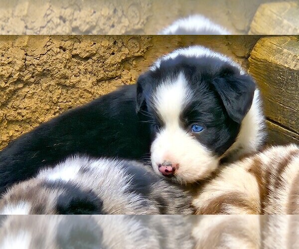 Medium Photo #4 Australian Shepherd Puppy For Sale in NELSON, VA, USA