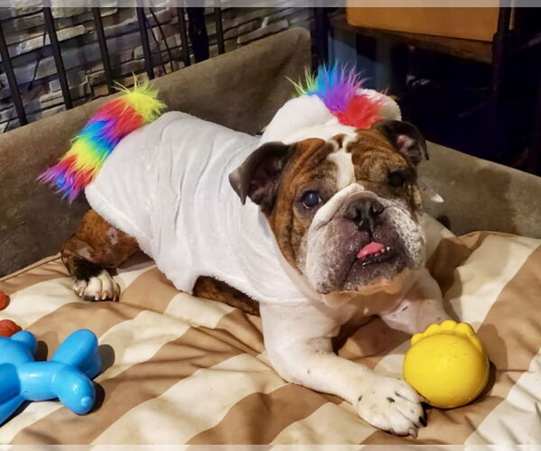 Medium Photo #5 Bulldog Puppy For Sale in St. Louis Park, MN, USA