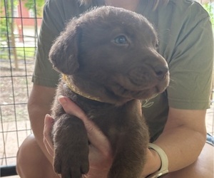 Chesapeake Bay Retriever Puppy for sale in COOKEVILLE, TN, USA