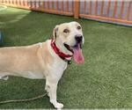Small Photo #2 American Pit Bull Terrier-Unknown Mix Puppy For Sale in Las Vegas, NV, USA