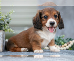 Small #1 Dachshund
