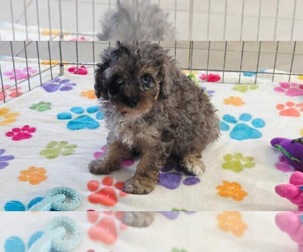 Medium Photo #10 Cavapoo (Miniature)-Poodle (Toy) Mix Puppy For Sale in ORO VALLEY, AZ, USA