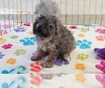 Layla - Female Cavapoo (Miniature)-Poodle (Toy) Mix Puppy for Sale - Photo #10
