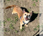 Small #4 Border Terrier-Chihuahua Mix